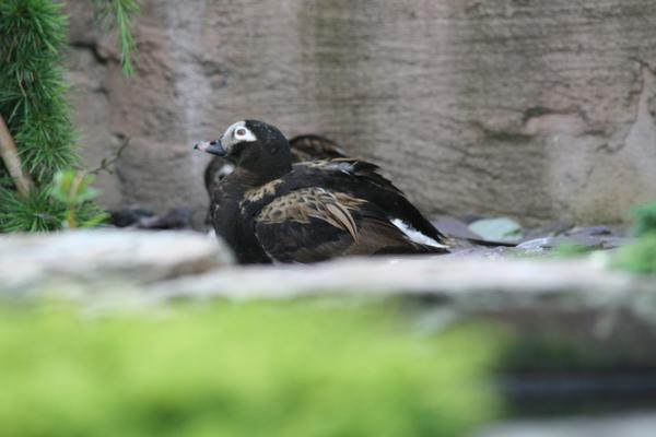 Long-tailed Duck