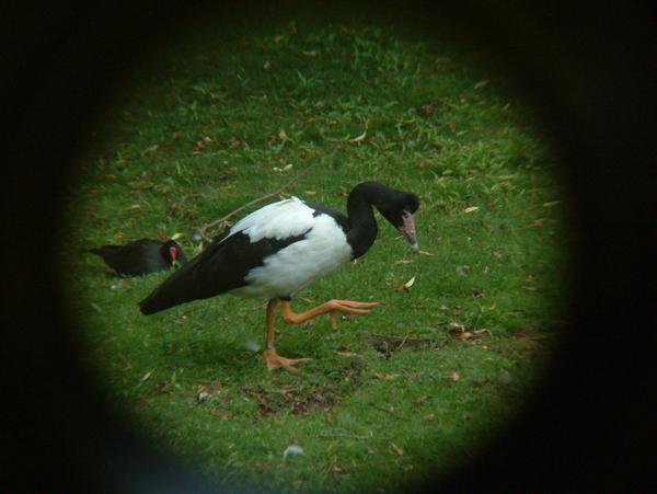 Magpie Goose Magpie Goose