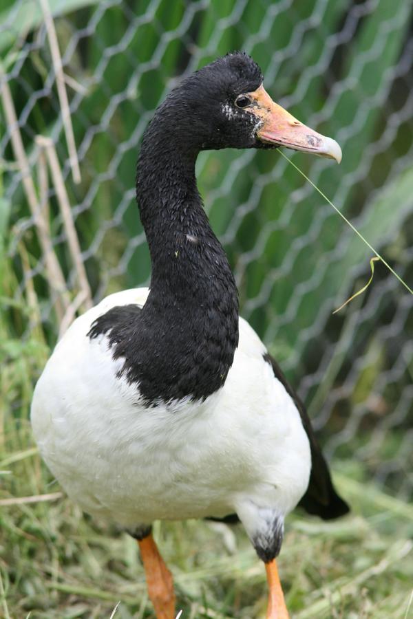 Magpie Goose Magpie Goose