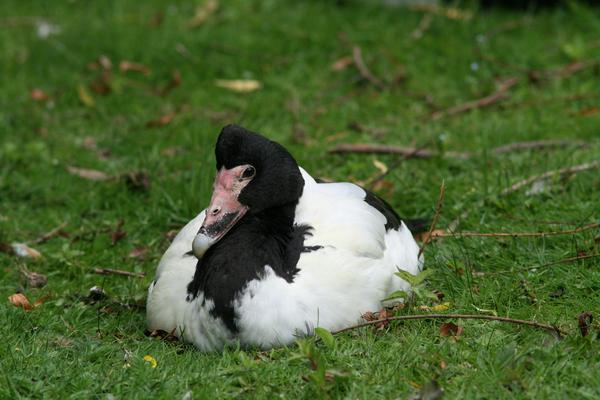 Magpie Goose Magpie Goose