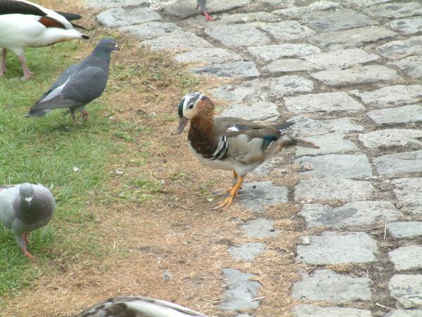 Mandarin Duck