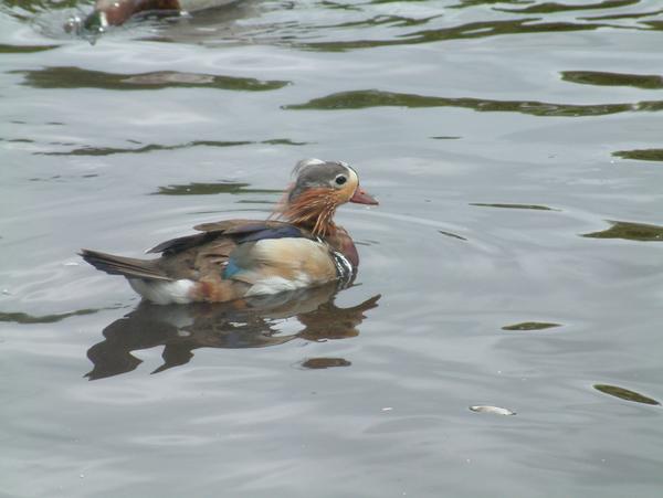 Mandarin Duck