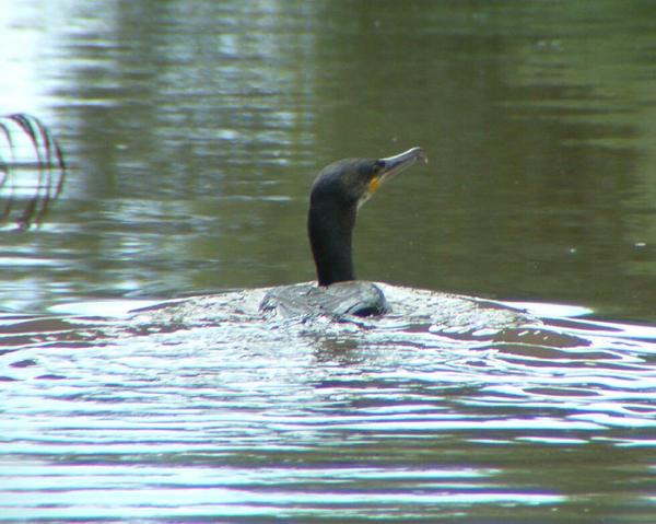 European Shag