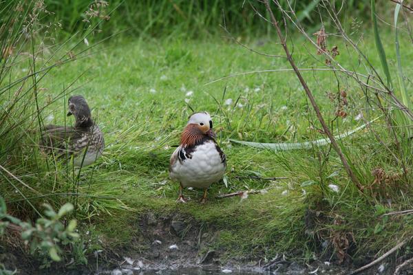 Mandarin Duck