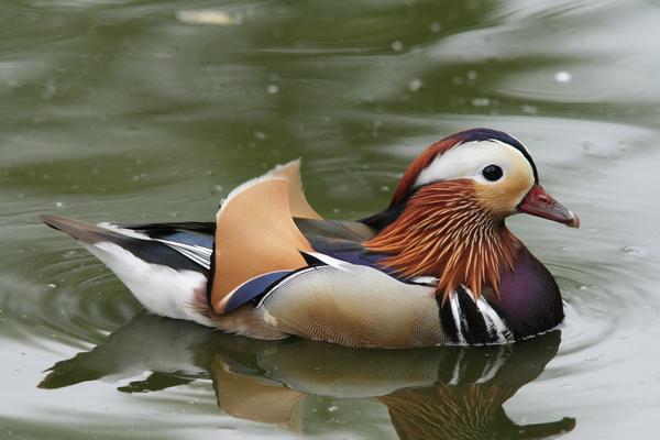 Mandarin Duck