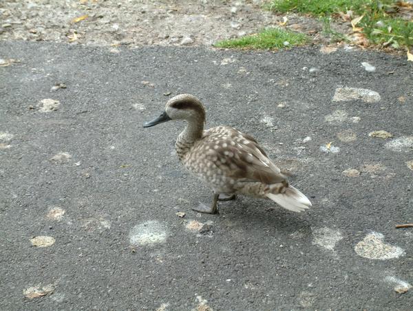 Marbled Teal