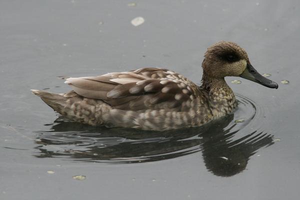 Marbled Teal