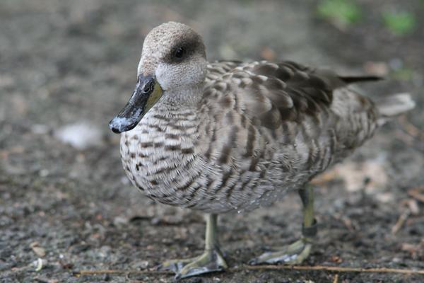 Marbled Teal