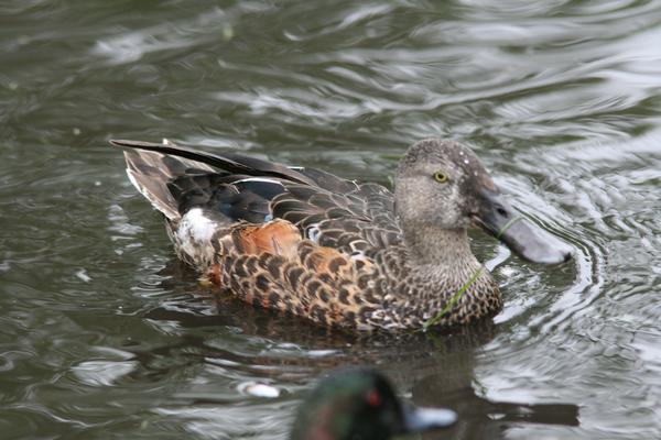 Australasian Shoveler Australasian Shoveler