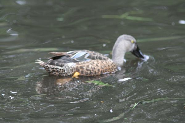 Australasian Shoveler Australasian Shoveler