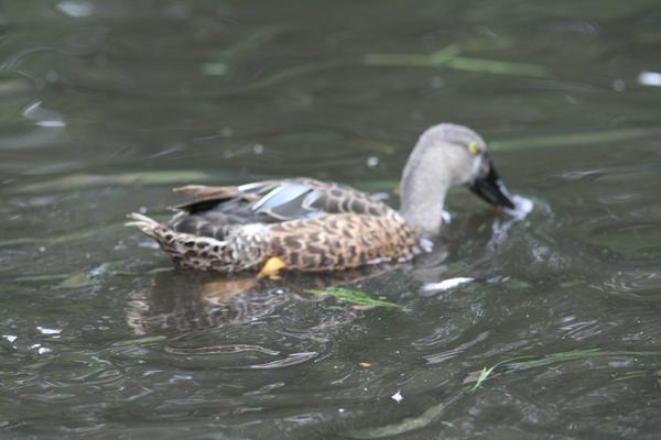 Australasian Shoveler