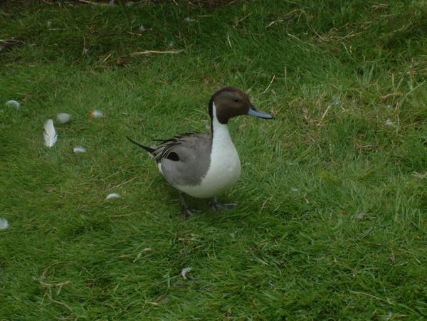 Northern Pintail