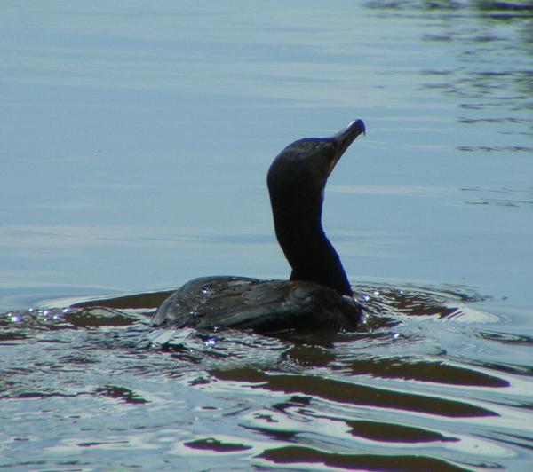 European Shag European Shag