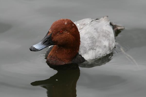 Common Pochard Common Pochard