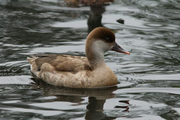 Red-crested Pochard