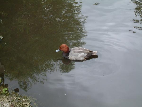 Redhead