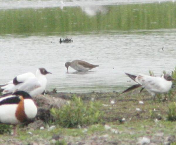 Redshank Redshank