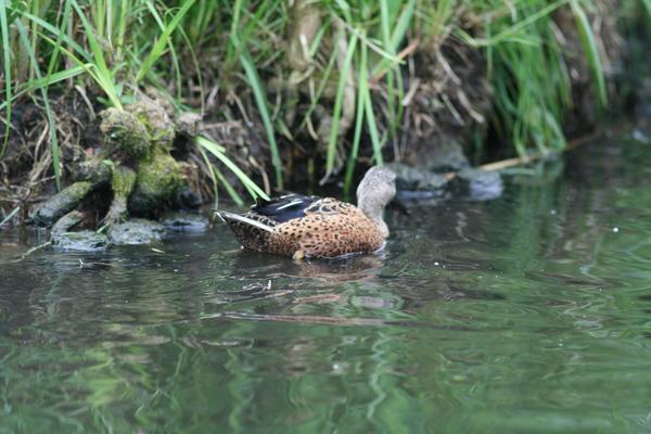 Red Shoveler