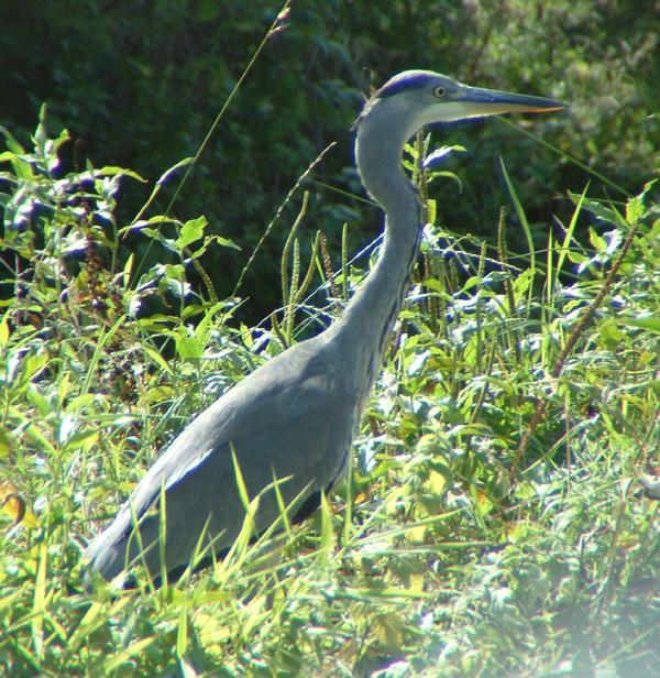 Grey Heron Grey Heron