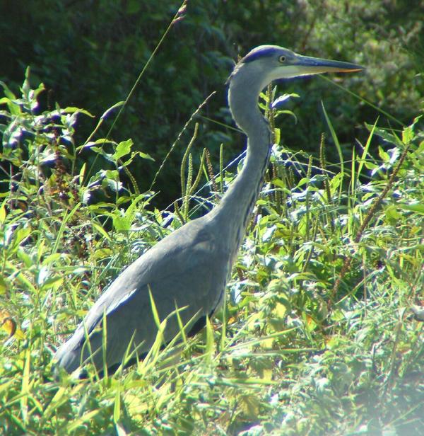 Grey Heron