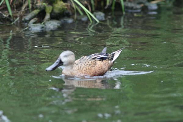 Red Shoveler