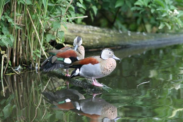 Ringed Teal