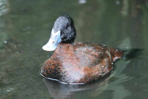 Argentine Blue-bill