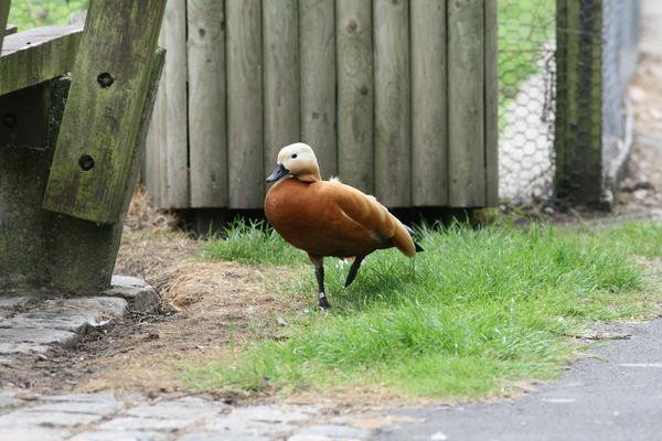 Ruddy Shelduck Ruddy Shelduck