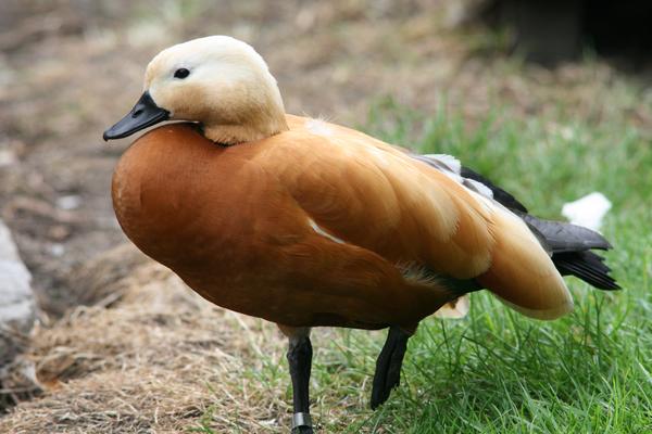 Ruddy Shelduck