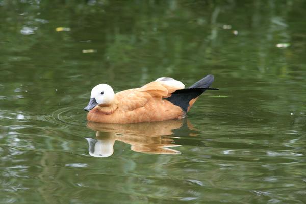 Ruddy Shelduck Ruddy Shelduck
