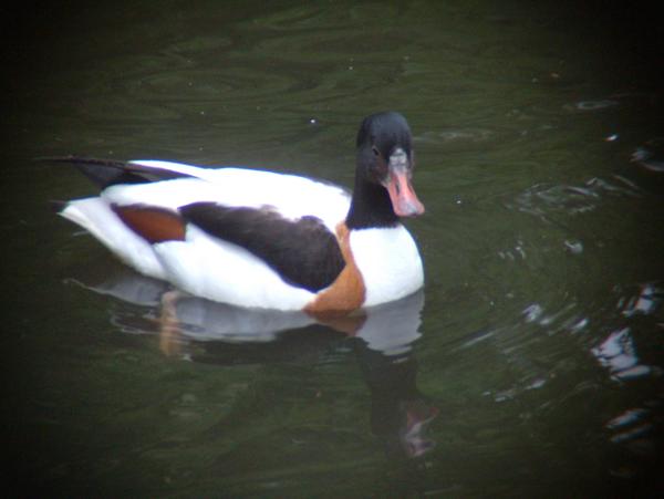 Shelduck Shelduck