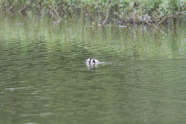 Shelduck Shelduck