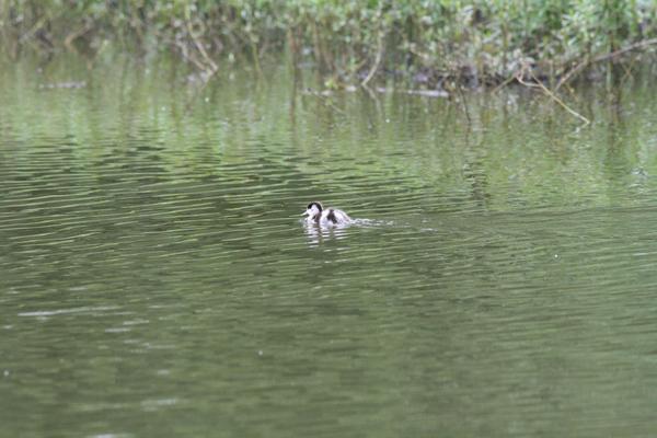 Shelduck