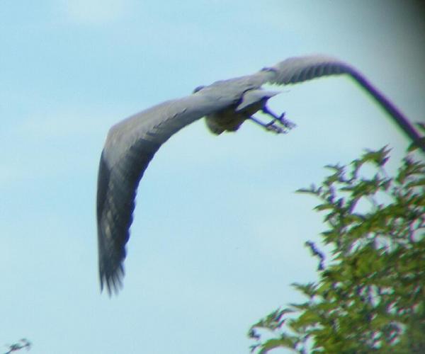 Grey Heron Grey Heron