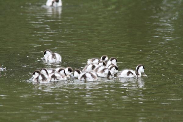 Shelduck Shelduck