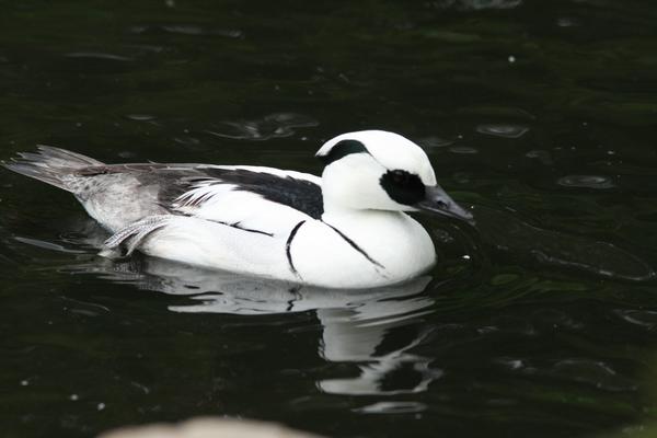 Smew Smew