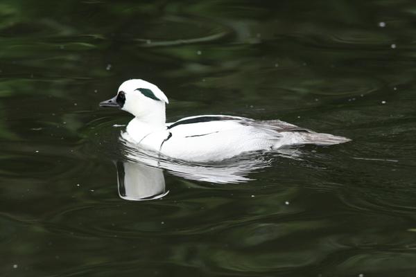 Smew Smew
