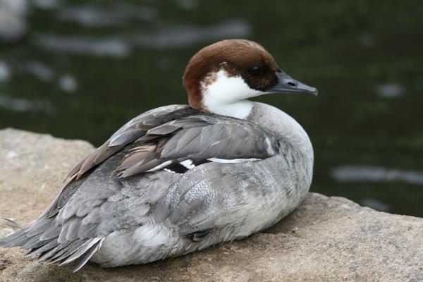 Smew