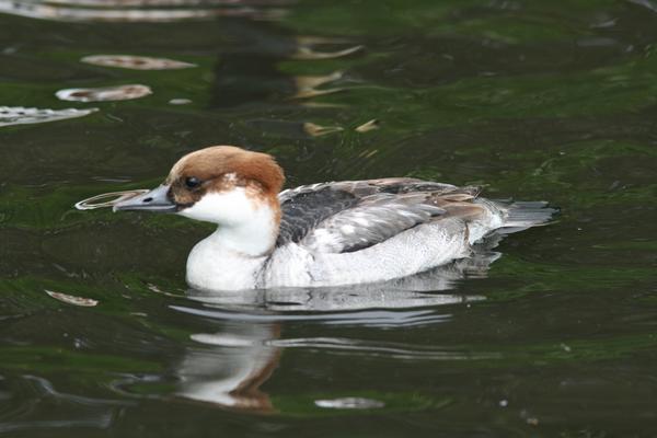 Smew