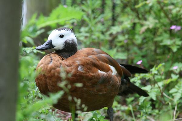 South African Shelduck South African Shelduck