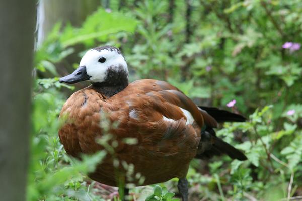 South African Shelduck