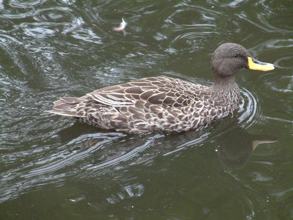 South African Yellow-billed Duck
