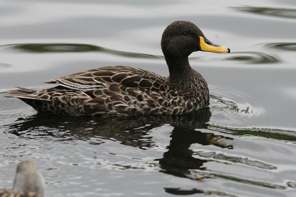 South African Yellow-billed Duck