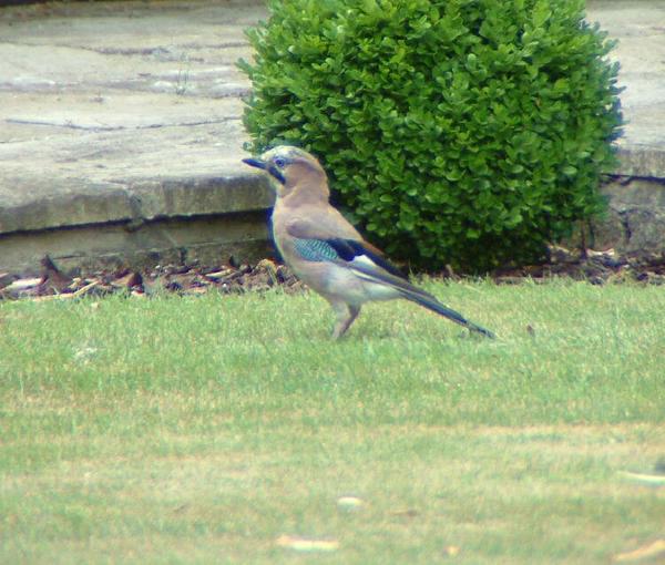 Eurasian Jay Eurasian Jay