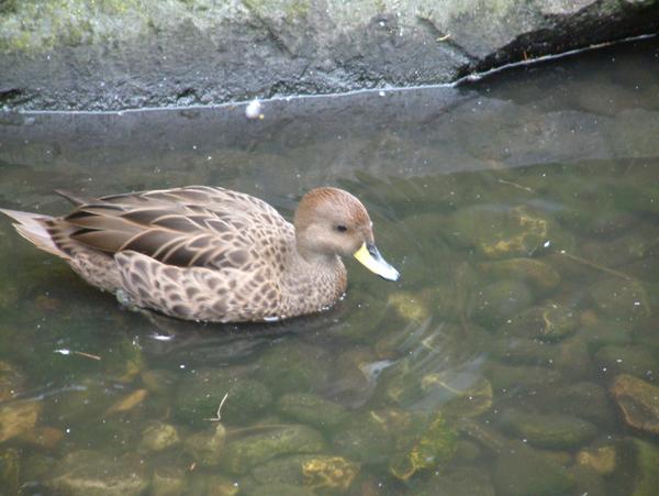 South Georgia Pintail