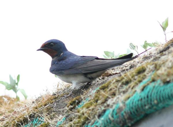 Barn Swallow Barn Swallow
