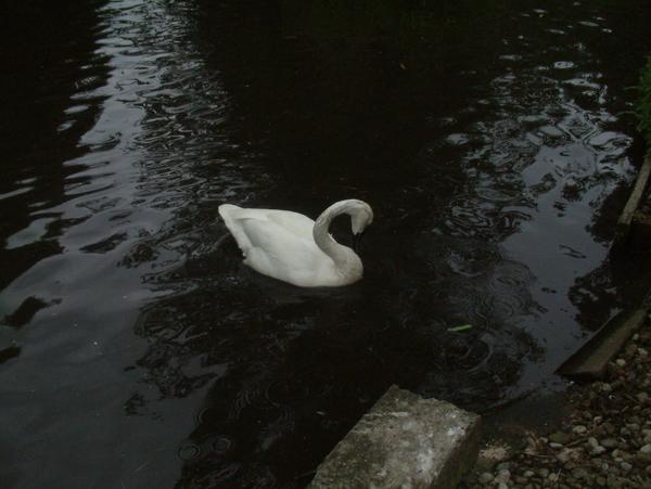 Trumpeter Swan Trumpeter Swan