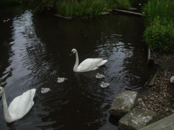 Trumpeter Swan Trumpeter Swan