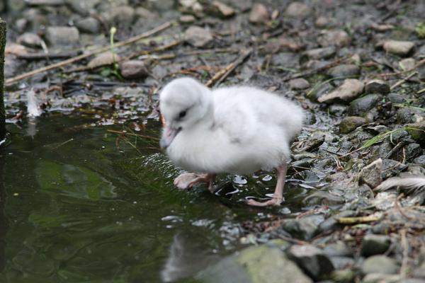 Trumpeter Swan