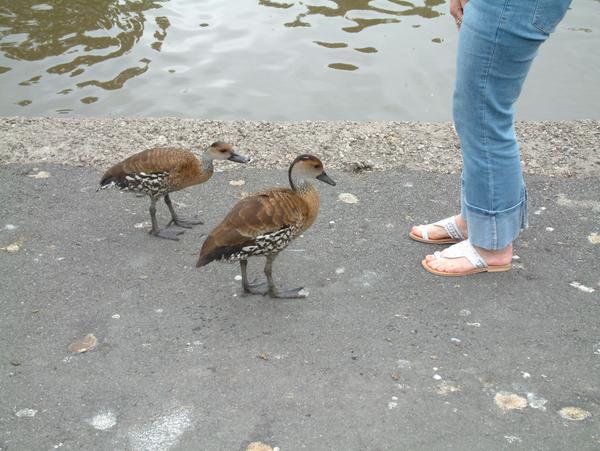 West Indian Whistling Duck